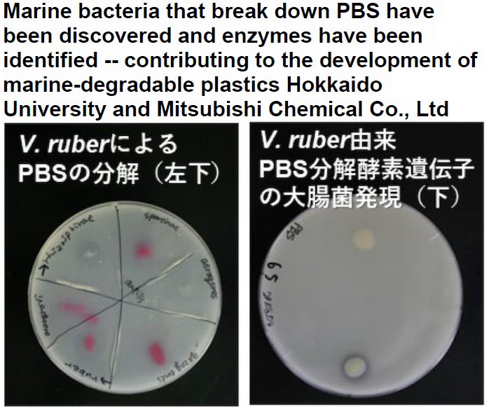 Read more about the article Marine bacteria that break down PBS have been discovered and enzymes have been identified