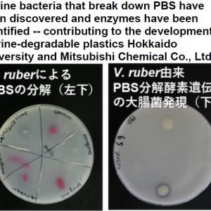 Marine bacteria that break down PBS have been discovered and enzymes have been identified