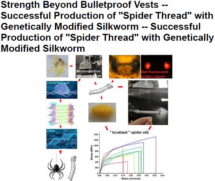 Read more about the article Strength Beyond Bulletproof Vests — Successful Production of Spider Thread with Genetically Modified Silkworm — Successful Production of  Spider Thread with Genetically Modified Silkworm