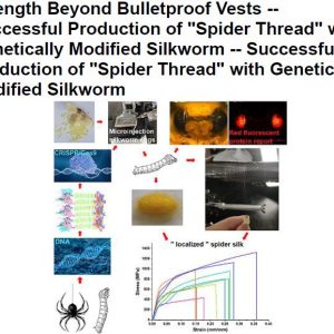 Strength Beyond Bulletproof Vests — Successful Production of Spider Thread with Genetically Modified Silkworm — Successful Production of  Spider Thread with Genetically Modified Silkworm