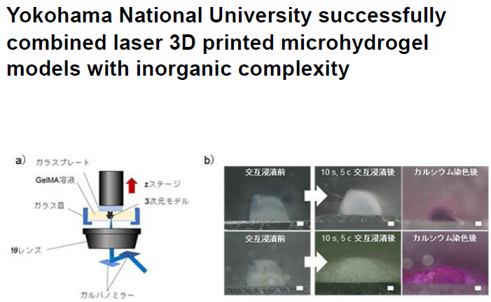 Read more about the article Yokohama National University successfully combined laser 3D printed microhydrogel models with inorganic complexity