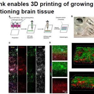 Bioink enables 3D printing of growing and functioning brain tissue