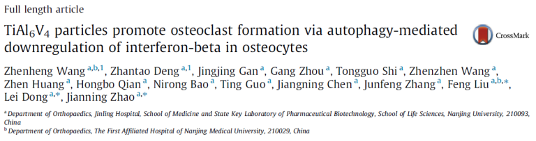Read more about the article TiAl6V4 particles promote osteoclast formation via autophagy-mediated downregulation of interferon-beta in osteocytes