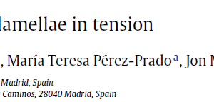 Slip transfer across γ-TiAl lamellae in tension
